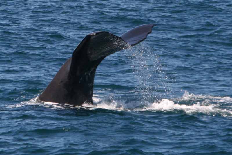 Nieuw-Zeeland 2011 - 1246